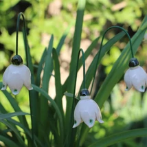 Tőzike fix csokor (3 szál)