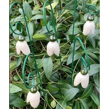 Hóvirág csokor (5 szál)