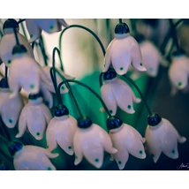 Tőzike fix szárral